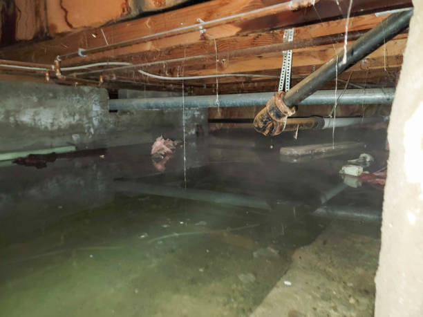 Best Flood restoration services  in Machias, WA